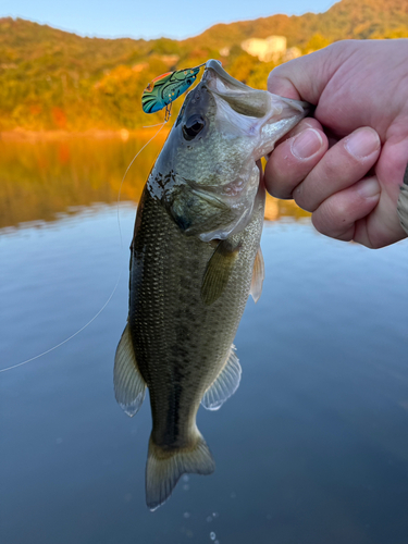 ラージマウスバスの釣果