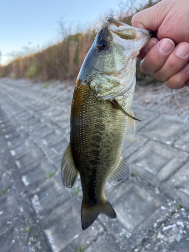 ラージマウスバスの釣果