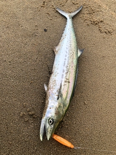 サゴシの釣果