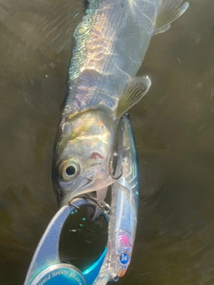 カライワシの釣果