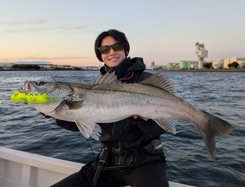 シーバスの釣果