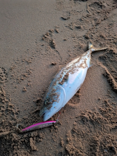 ハマチの釣果