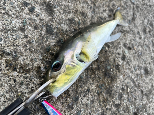 シロサバフグの釣果