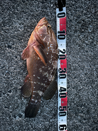 アコウの釣果