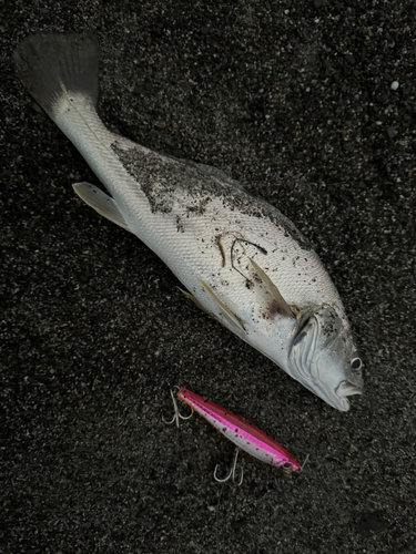 ニベの釣果