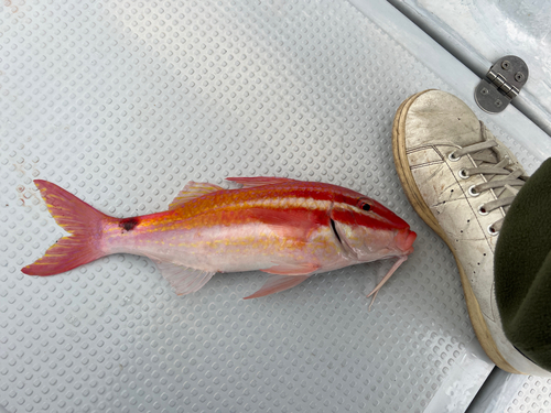 ホウライヒメジの釣果