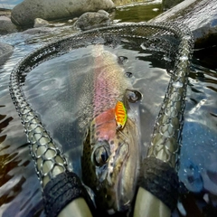 ニジマスの釣果