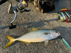 イナダの釣果