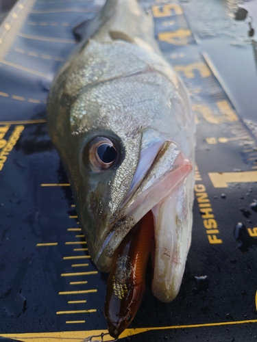 シーバスの釣果