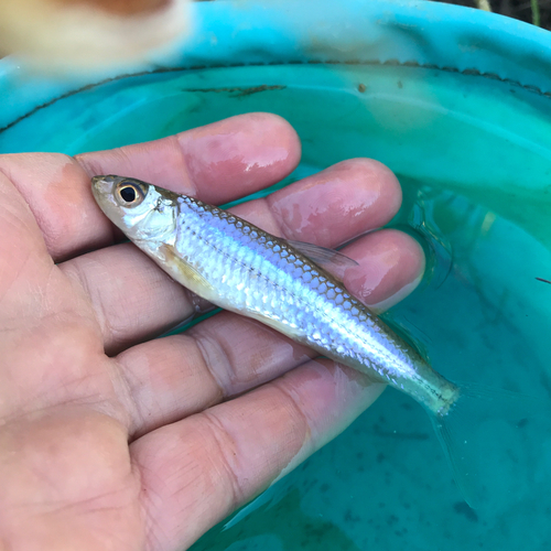 モロコの釣果