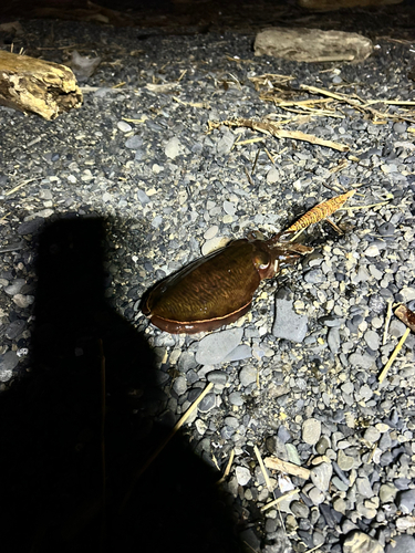 コウイカの釣果