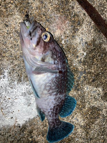 マゾイの釣果