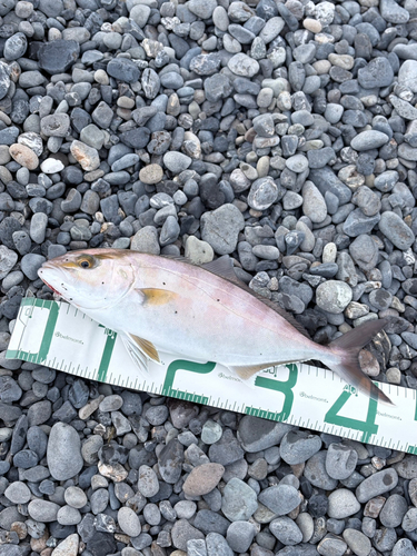 ショゴの釣果