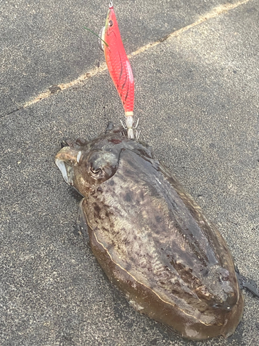 コウイカの釣果