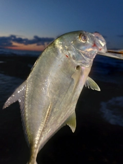 メッキの釣果