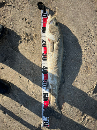 スズキの釣果