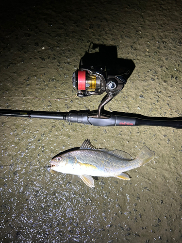 シログチの釣果