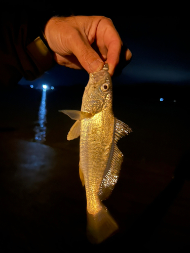 シログチの釣果