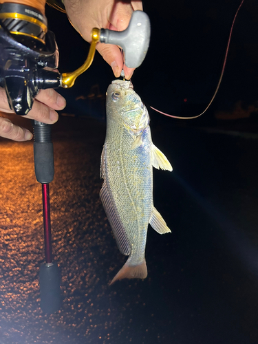 シログチの釣果