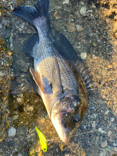 チヌの釣果