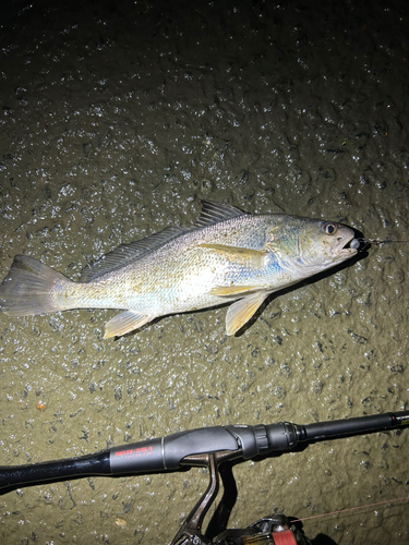 シログチの釣果