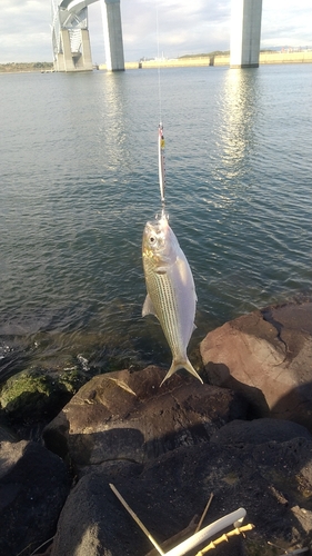 コノシロの釣果