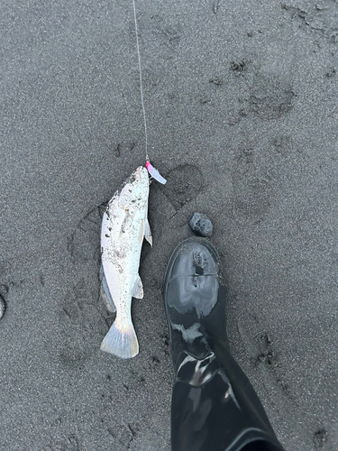 ニベの釣果