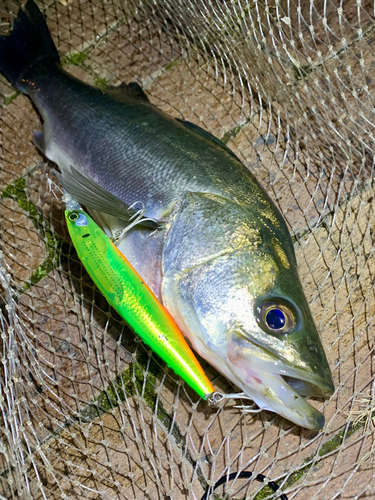 フッコ（マルスズキ）の釣果