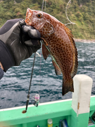 オオモンハタの釣果