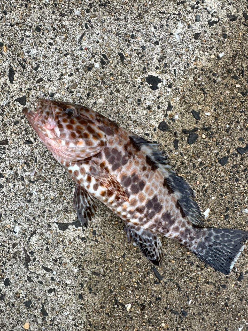 オオモンハタ