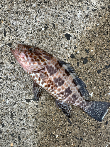 オオモンハタの釣果