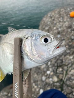 メッキの釣果