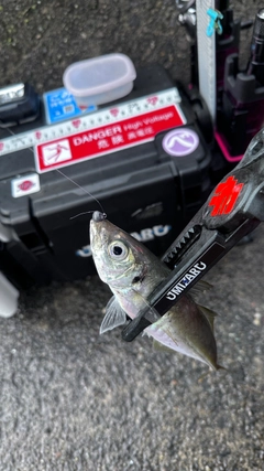 カマスの釣果