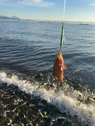 オオモンハタの釣果