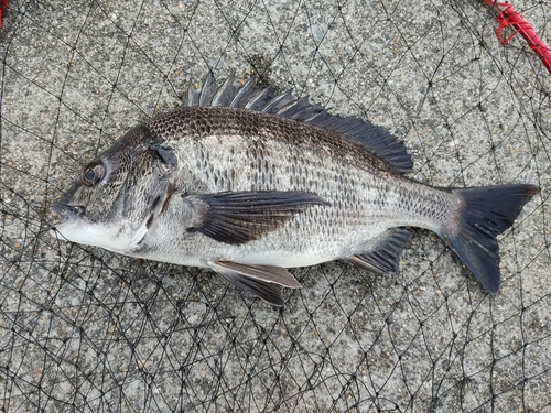 チヌの釣果