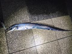 タチウオの釣果