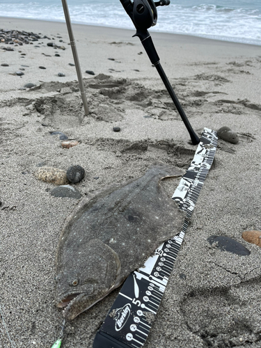 ヒラメの釣果