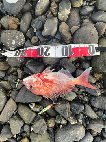 マダイの釣果