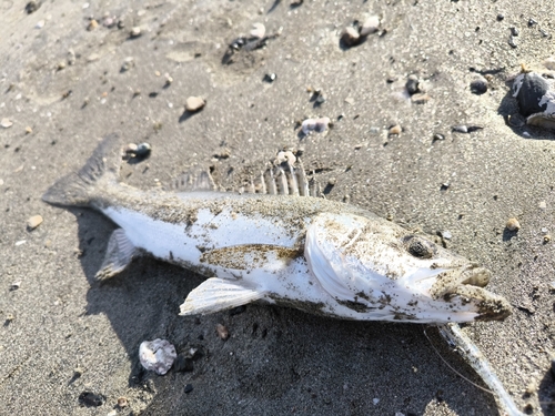 フッコ（マルスズキ）の釣果