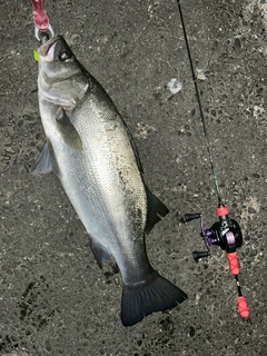 ヒラスズキの釣果