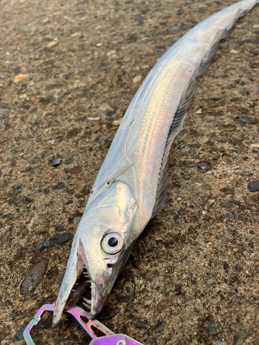 タチウオの釣果