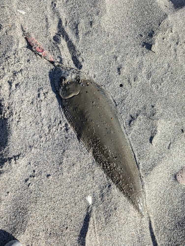 シタビラメの釣果