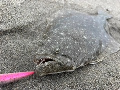 ヒラメの釣果