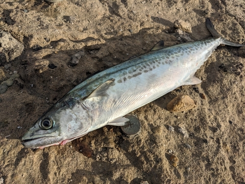 サゴシの釣果