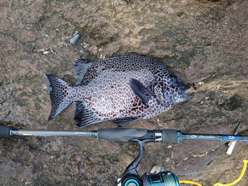 イシガキダイの釣果