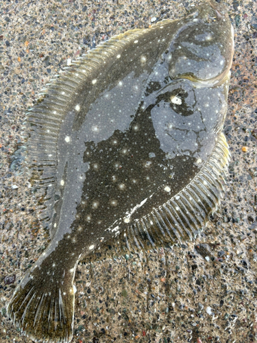 カレイの釣果