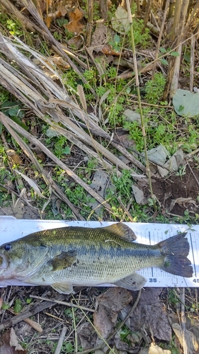 ブラックバスの釣果