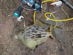 カワハギの釣果