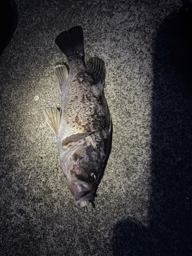 クロソイの釣果