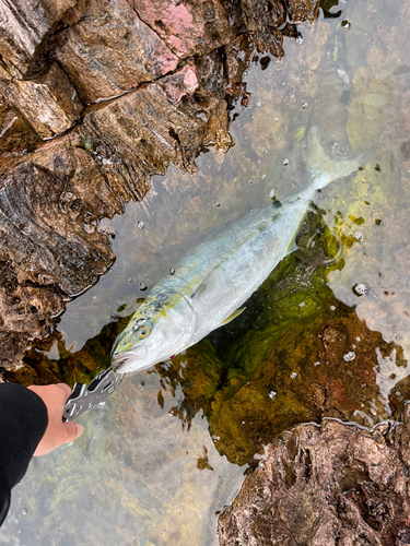 ワラサの釣果